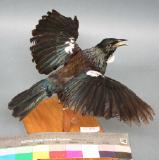 Click for more details.